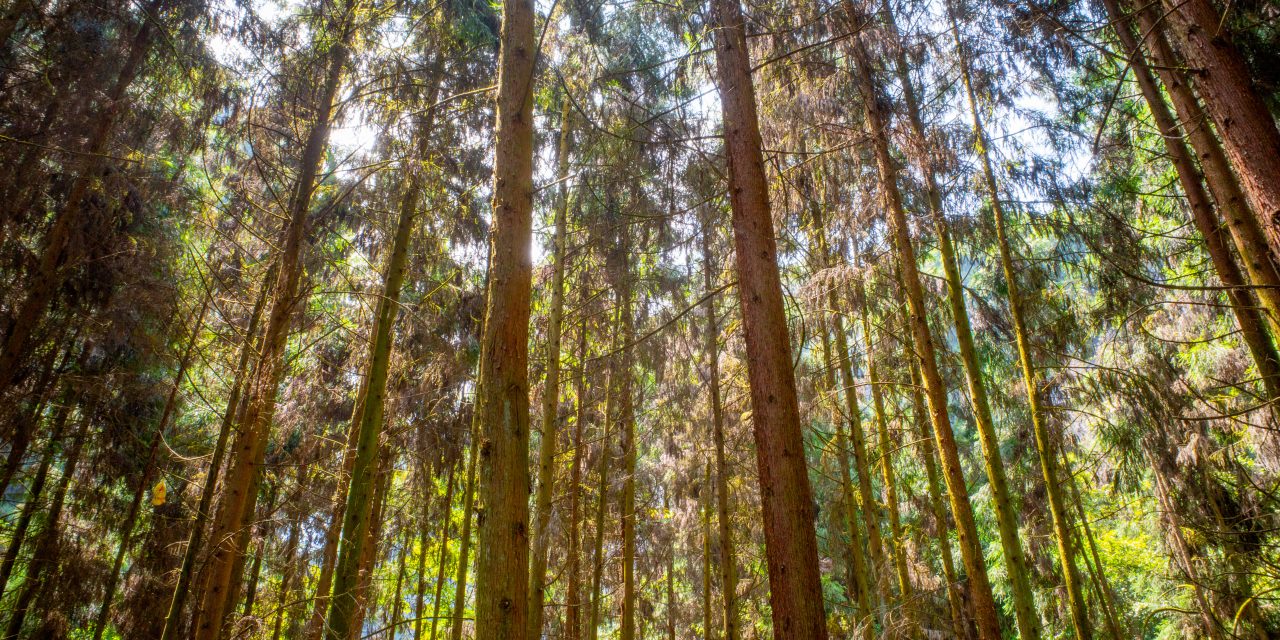 Pro Carton comment on Global Recycling Day 2026