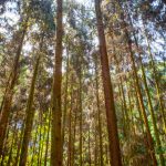 Pro Carton comment on Global Recycling Day 2026