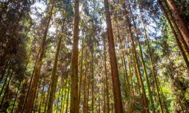 Pro Carton comment on Global Recycling Day 2026