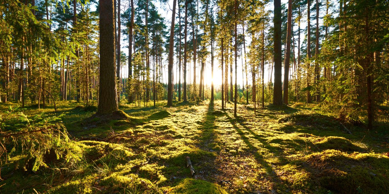 PPWR marks a new chapter for circular packaging in Europe