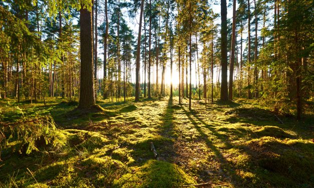 PPWR marks a new chapter for circular packaging in Europe