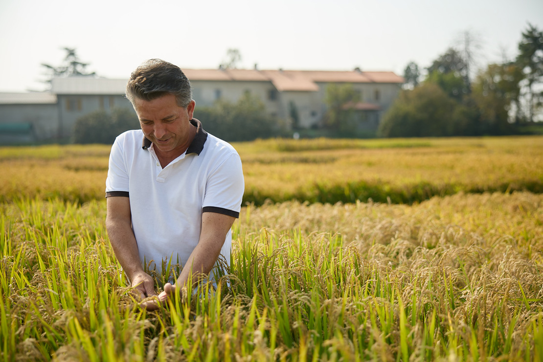 Cultivating Innovation on the European Sake Rice Journey - Converter ...